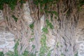 Very old ivy tree Royalty Free Stock Photo