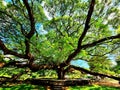 Very old and large tree in Kanchanaburi, Thailand, monkey pod Royalty Free Stock Photo