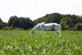 White veteran lipizzan horse grazing on a green meadow Royalty Free Stock Photo