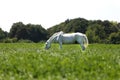 Very old lipizzan horse grazes on rural animal farm Royalty Free Stock Photo