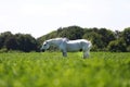 Very old lipizzan horse grazes on rural animal farm Royalty Free Stock Photo