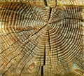 Cross section log texture. Natural wood. Royalty Free Stock Photo