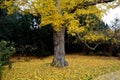 Very old maple tree with a strong trunk growing in the park. autumn yellow leaves lie below it on the ground and cover the lawn Royalty Free Stock Photo