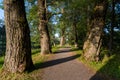 Very old and mighty oaks grow along the alley by the lake. The thickest and strongest tree trunks for the forestry industry