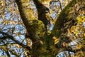 Very old and mossy tree with lots of scars Royalty Free Stock Photo