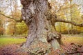 Very old oak Royalty Free Stock Photo