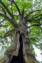 very old oak with a large vertical cavity in the trunk Royalty Free Stock Photo