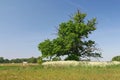 Very old oak tree Royalty Free Stock Photo