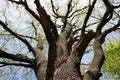 very old oak tree Royalty Free Stock Photo