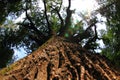 very old oak tree Royalty Free Stock Photo