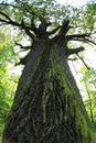 very old oak tree Royalty Free Stock Photo