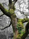 Very old oak tree in a dartmoor Forest,  Devon Royalty Free Stock Photo