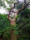 Very old oak tree in a overgrown elizabethern woodland Devon uk Royalty Free Stock Photo