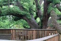 Very Old Oak Tree surrounded by wood decking. Royalty Free Stock Photo