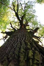 very old oak tree Royalty Free Stock Photo