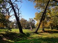 Very old oak trees on wild meadow Royalty Free Stock Photo