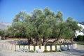 Very old olive tree Royalty Free Stock Photo