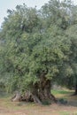 Very old olive tree with twisted and splintered trunk Royalty Free Stock Photo