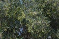 Very old olive tree with twisted and splintered trunk Royalty Free Stock Photo