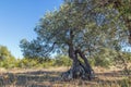 Very old olive tree Royalty Free Stock Photo