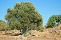 Very old olive tree; 2000 years old olive tree Royalty Free Stock Photo