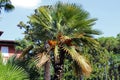 Very old palm tree, park in Opatija, Adriatic coast,Croatia, Europe Royalty Free Stock Photo