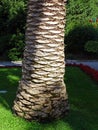 Very old palm tree, park in Opatija, Europe Royalty Free Stock Photo