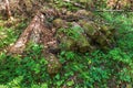 A very old pile of logs