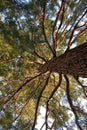Very old pine tree Royalty Free Stock Photo