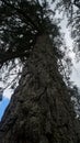 Very old pine tree in New Zealand Royalty Free Stock Photo