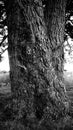 Very old pine tree trunk Royalty Free Stock Photo