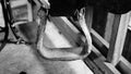 A very old rawhide stirrup  on an old saddle. Royalty Free Stock Photo