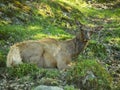 Very old red deer female laying in the woods