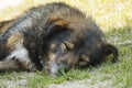 Very old shaggy wandering dog peacefully sleeping on the grass