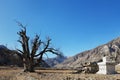 Very old single tree in a mountain valley and a Buddhist stupa Royalty Free Stock Photo