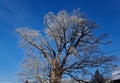 a very old specimen of a mountain maple does not hug 8 guys, nor Royalty Free Stock Photo