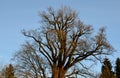 A very old specimen of a mountain maple does not hug 8 guys, nor do two little boys hold hands around the trunk. Snow bare tree br Royalty Free Stock Photo