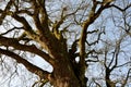 A very old specimen of a mountain maple does not hug 8 guys, nor do two little boys hold hands around the trunk. Snow bare tree br Royalty Free Stock Photo