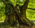 Very old stem of a linden tree Royalty Free Stock Photo