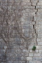 Very old stone wall with remains of dried dead ivy climbing on i Royalty Free Stock Photo