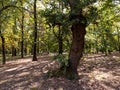 Very old, strong and strange tree Royalty Free Stock Photo