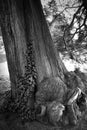 Very old and strong tree in the park Royalty Free Stock Photo