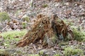 Very old stump, almost mouldered away Royalty Free Stock Photo