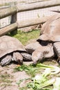 A very old tortoise Royalty Free Stock Photo