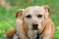 Portrait very old dog Royalty Free Stock Photo