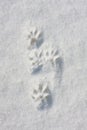 Trace of black mink on the snow Royalty Free Stock Photo