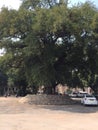 300 years old tree in India