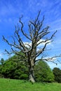 A very old tree with bare branches set against a blue sky Royalty Free Stock Photo