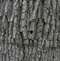 Very Old tree bark texture background Royalty Free Stock Photo