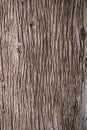 Very old tree bark texture background Royalty Free Stock Photo